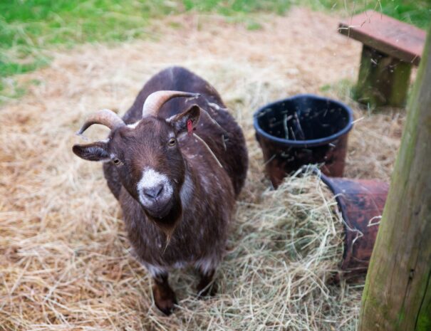 Friendly goats