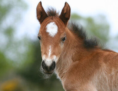 Dartmoor pony