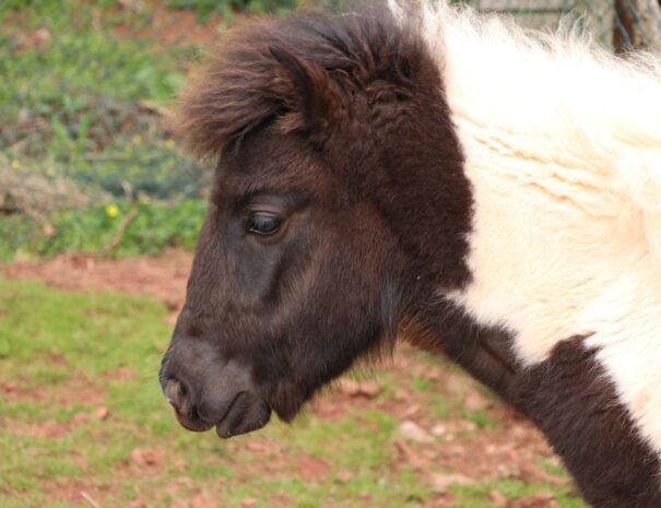 Felix - The Dartmoor Pony